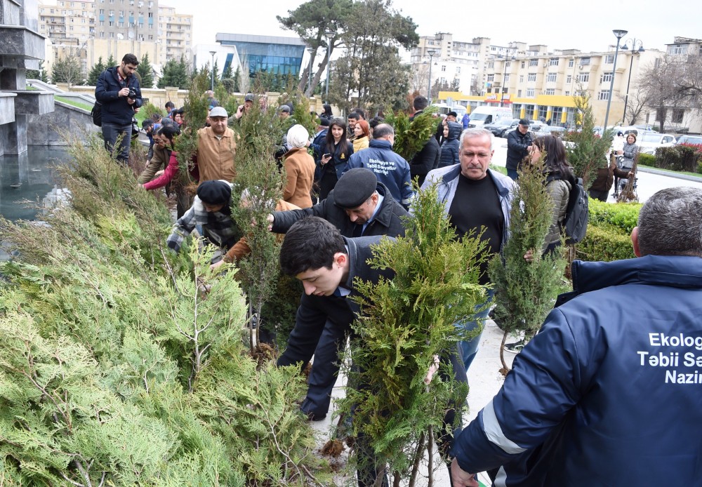 Ağac tinglərinin paylanılması aksiyası davam edir - FOTO